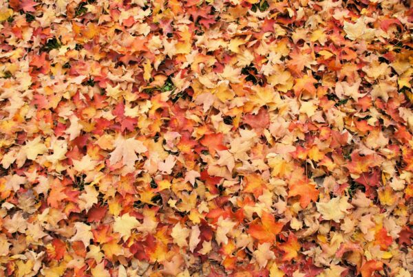 A Fallen Leaves on the Ground